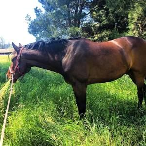 Meet your Posher, Cara